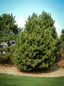 Сосна Чёрная (Pinus Nigra) купить по цене от 270.00р. в интернет-магазине «Посадика» с доставкой почтой в в Боброве и по всей России – [изображение №1].