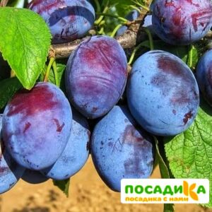 Слива Чачакская ранняя купить по цене от 229.00р. в интернет-магазине «Посадика» с доставкой почтой в в Боброве и по всей России – [изображение №1].