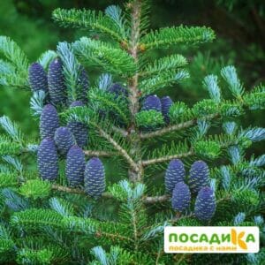 Пихта корейская (Abies koreana) купить по цене от 450.00р. в интернет-магазине «Посадика» с доставкой почтой в в Боброве и по всей России – [изображение №1].