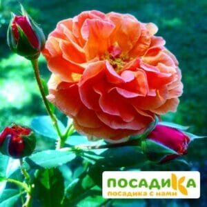 Роза Арабия купить по цене от 350.00р. в интернет-магазине «Посадика» с доставкой почтой в в Боброве и по всей России – [изображение №1].