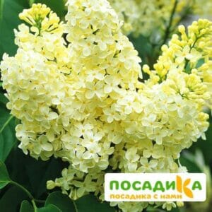 Сирень Примроуз (Primrose) купить по цене от 529.00р. в интернет-магазине «Посадика» с доставкой почтой в в Боброве и по всей России – [изображение №1].