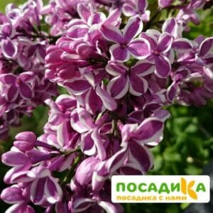 Сирень Сенсация купить по цене от 529.00р. в интернет-магазине «Посадика» с доставкой почтой в в Боброве и по всей России – [изображение №1].