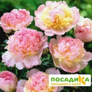 Пион Распберри Сандей (Paeonia Raspberry Sundae) купить по цене от 959р. в интернет-магазине «Посадика» с доставкой почтой в в Боброве и по всей России – [изображение №1].