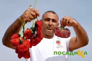 Клубника Гигант Джорнея купить по цене от 266р. в интернет-магазине «Посадика» с доставкой почтой в в Боброве и по всей России – [изображение №1].