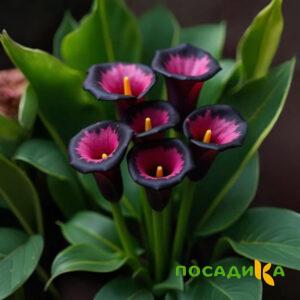 Калла Аура Лейс купить по цене от 400р. в интернет-магазине «Посадика» с доставкой почтой в в Боброве и по всей России – [изображение №1].