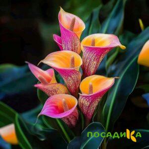 Калла Оникс купить по цене от 450р. в интернет-магазине «Посадика» с доставкой почтой в в Боброве и по всей России – [изображение №1].