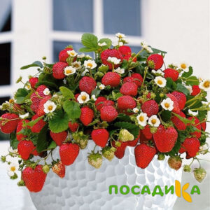 Клубника Рубиновый Шепот (горшечная) купить по цене от 240р. в интернет-магазине «Посадика» с доставкой почтой в в Боброве и по всей России – [изображение №1].