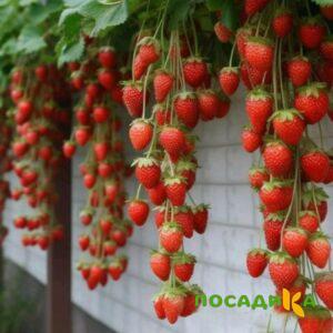 Клубника вьющаяся Комплимент купить по цене от 470р. в интернет-магазине «Посадика» с доставкой почтой в в Боброве и по всей России – [изображение №1].
