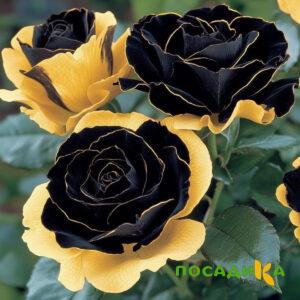 Роза Ханни Сикл купить по цене от 700р. в интернет-магазине «Посадика» с доставкой почтой в в Боброве и по всей России – [изображение №1].