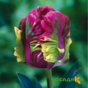 Тюльпан Экзотик Хэвен купить по цене от 186р. в интернет-магазине «Посадика» с доставкой почтой в в Боброве и по всей России – [изображение №1].