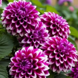 Георгин Кристал Корт купить по цене от 602р. в интернет-магазине «Посадика» с доставкой почтой в в Боброве и по всей России – [изображение №1].