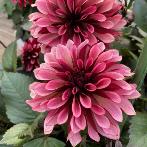 Георгин Перли Сансет купить по цене от 309р. в интернет-магазине «Посадика» с доставкой почтой в в Боброве и по всей России – [изображение №1].