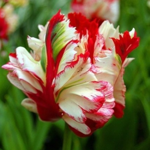 Тюльпан Эстелла Рижнвельд купить по цене от 500р. в интернет-магазине «Посадика» с доставкой почтой в в Боброве и по всей России – [изображение №1].