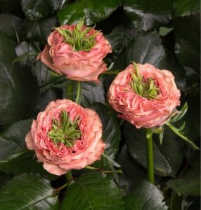 Роза Амбер Инчант купить по цене от 495р. в интернет-магазине «Посадика» с доставкой почтой в в Боброве и по всей России – [изображение №1].