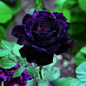 Роза Блэк Пантер купить по цене от 319р. в интернет-магазине «Посадика» с доставкой почтой в в Боброве и по всей России – [изображение №1].
