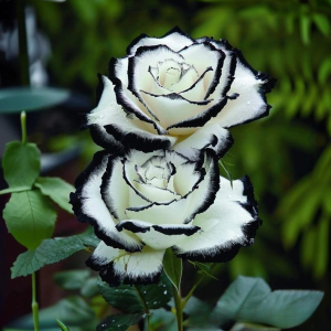 Роза Силк Ивин купить по цене от 319р. в интернет-магазине «Посадика» с доставкой почтой в в Боброве и по всей России – [изображение №1].