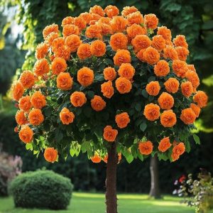 Роза Солнечный Шарм купить по цене от 349р. в интернет-магазине «Посадика» с доставкой почтой в в Боброве и по всей России – [изображение №1].