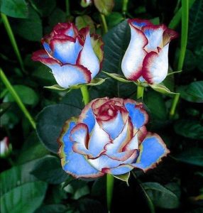 Роза Сафайер Пэтл купить по цене от 450р. в интернет-магазине «Посадика» с доставкой почтой в в Боброве и по всей России – [изображение №1].